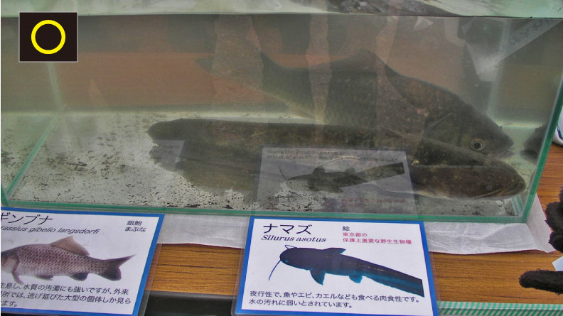 kitijouji140125-18