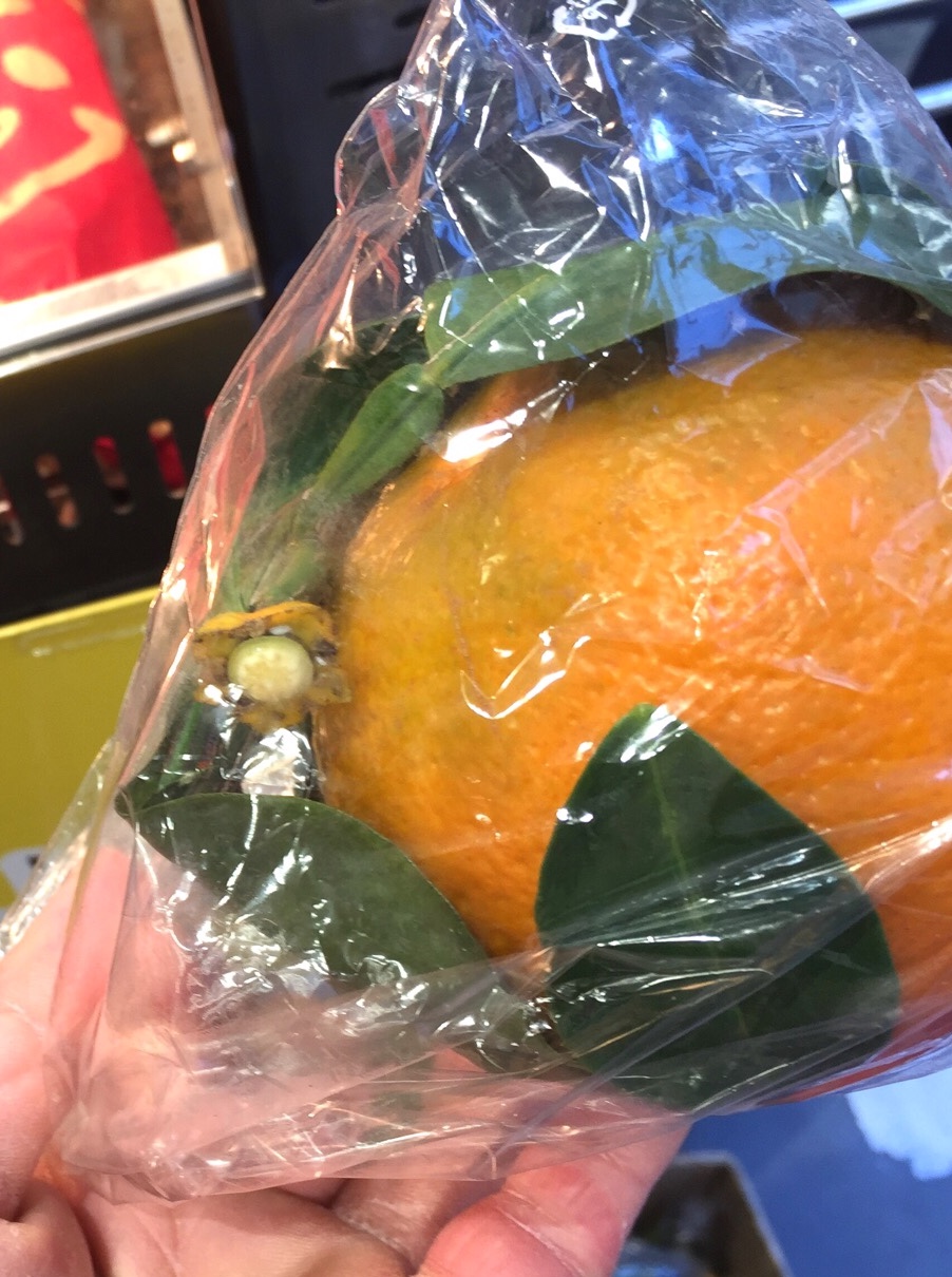 クリックで拡大(撮影:中野龍三)。