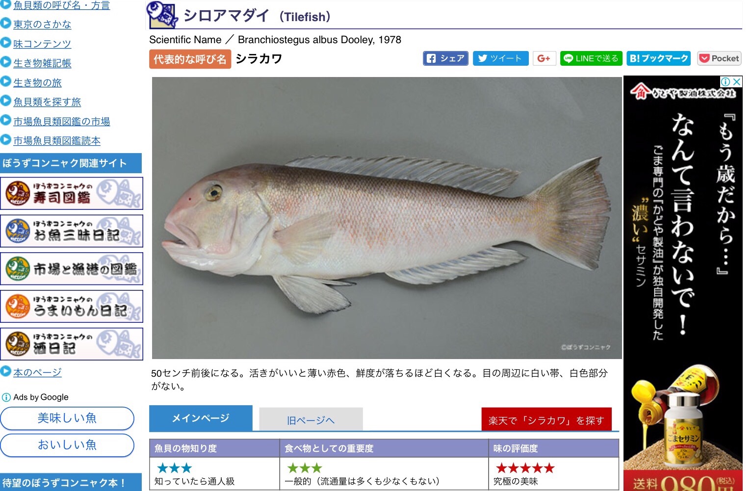 幻の高級魚・白甘鯛とは(撮影:中野龍三)。