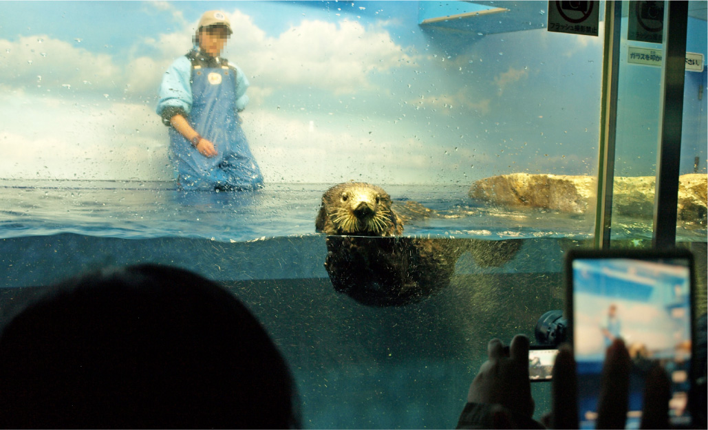サンシャイン水族館のラッコ。