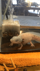 クリックで拡大。