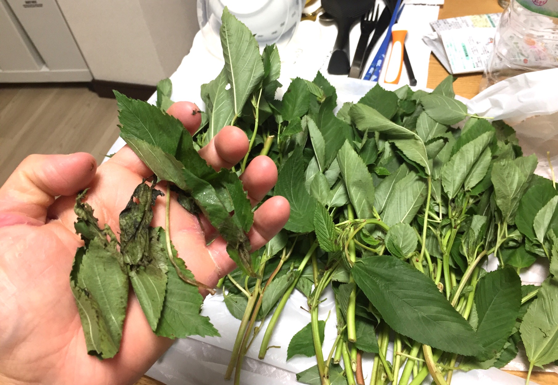 クリックで拡大(撮影:中野龍三)。