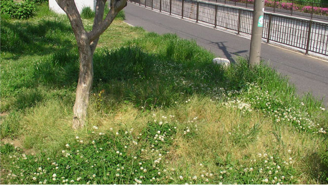 クリックで拡大。