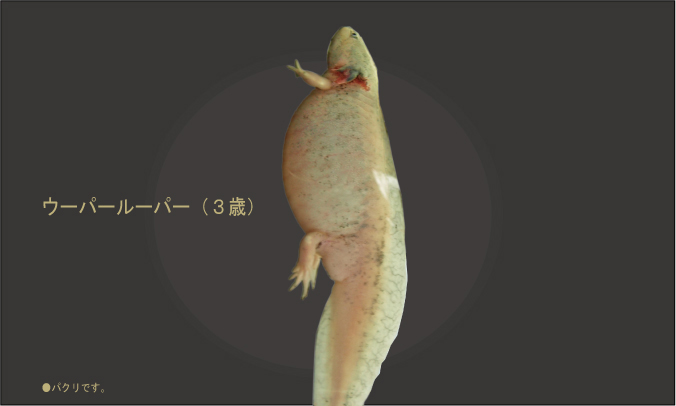 クリックで拡大。