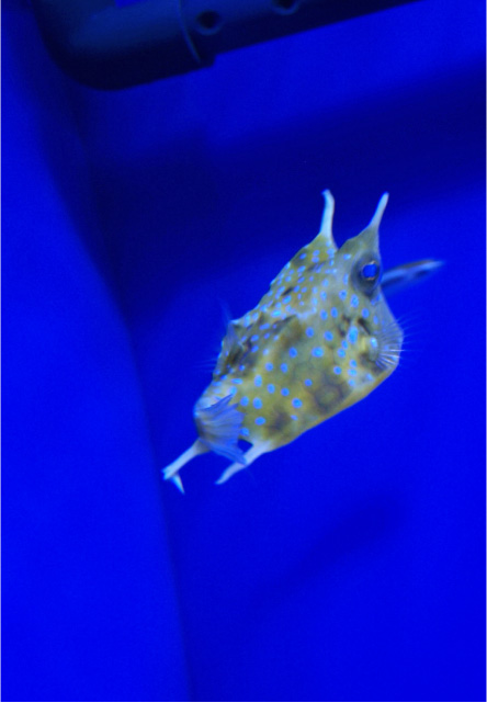 サンシャイン水族館のハコフグ。
