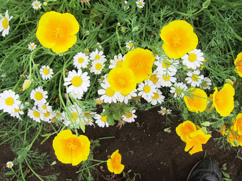 flores3