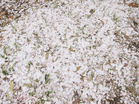 桜4