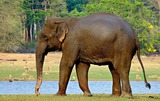 インド象：ウィキペディアより