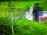 TS3O0041