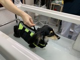 水中歩行中2