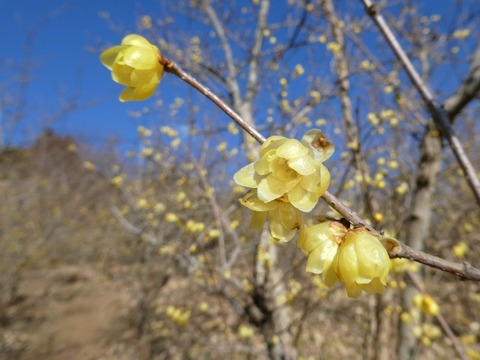 robai06