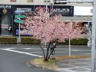 桜が咲いている豊橋駅前 豊橋市 三河 遠州 南信州をセロー225でツーリング