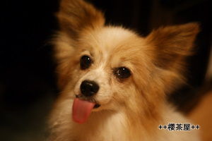 DSC07356