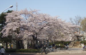 46sakura1