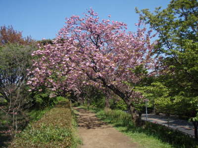 425yaezakura3
