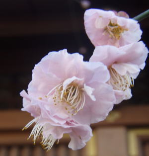 228ume3