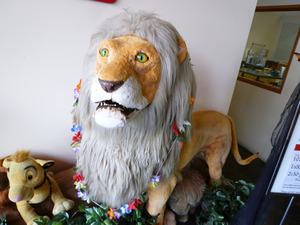 lion-12