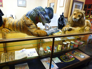 lion-37