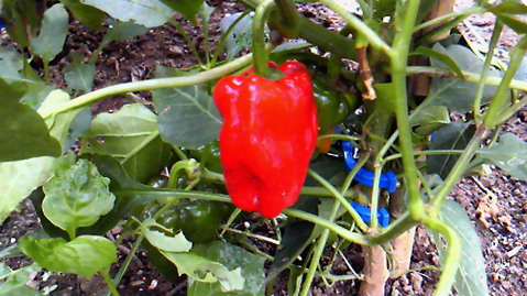 5fc4585a.jpg