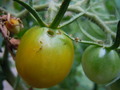 DSCN1784