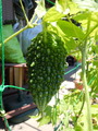 DSCN1776