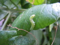 DSCN1783
