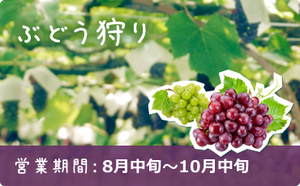 grape_season
