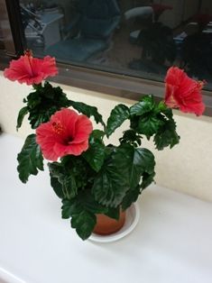 �ϥ��ӥ�����[1]