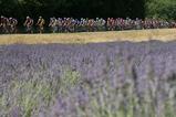 tour2006-6 rabendar