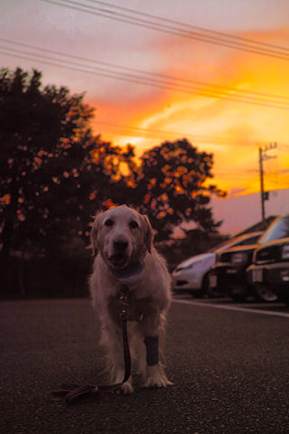 SDIM0238