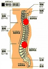 bone_vertebrae_lat1