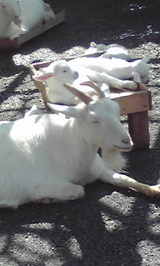 c7f6c2b9.jpg
