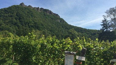 IMG_0601