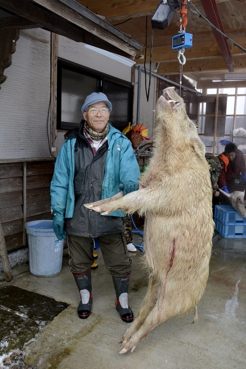 【熊本】仰天!白いイノシシ 猟師の渡辺さん 「焼き肉やしし鍋がおいしそう。感謝して食べる」