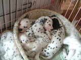 子犬が寝てるところを見ると幸せ感じるね♪