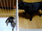 Qは動くおもちゃだと思ってた(笑)