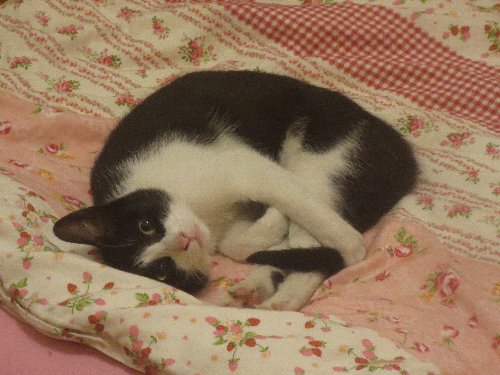 neko1