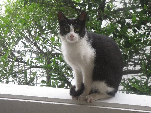 neko2