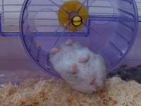 syunmin
