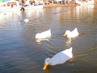 DSCN2944