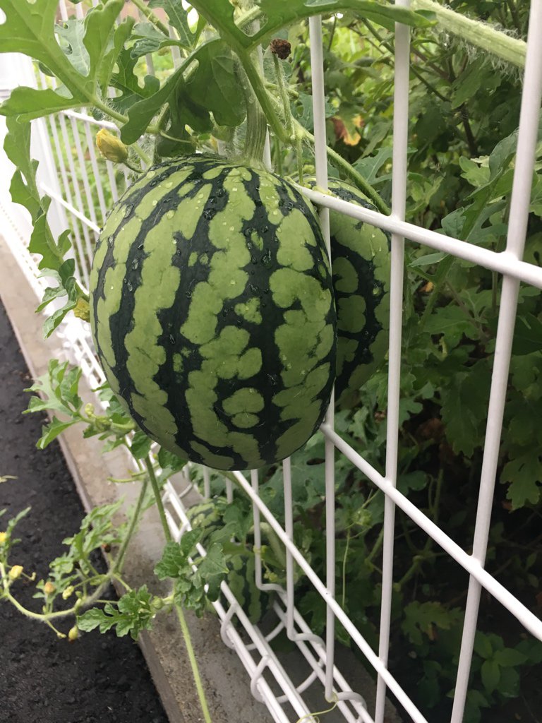 【画像あり】スイカ「助けて…助けて…」ｷﾞﾁﾁ