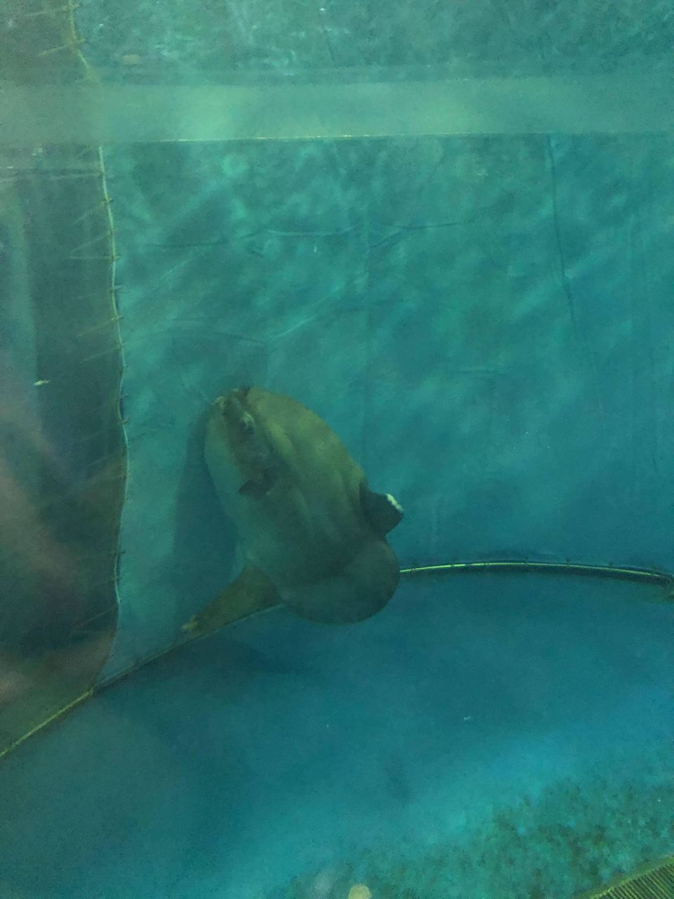 マンボウ、一匹で3億個の卵を産むが大人になれるのはわずか0.01%らしい・・・