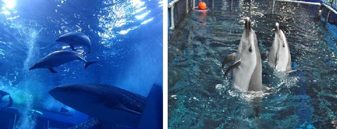 美ら海水族館