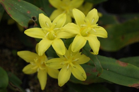 黄花無点