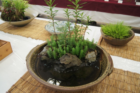 水草ビオトープ