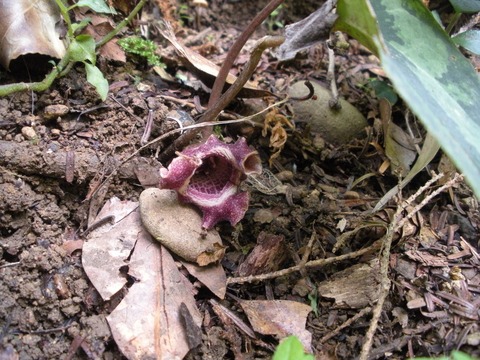 ヒロクチカンアオイ ヒロクチカンアオイの花 | kulif 化石 富貴蘭 石斛 寒葵 食虫植物 桜草