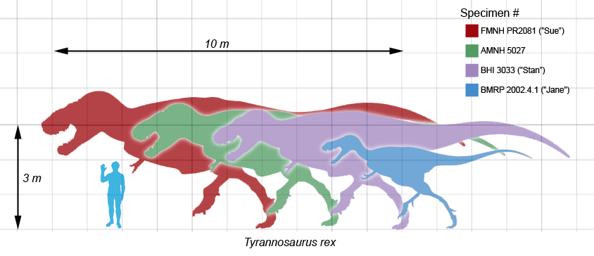 Deinonychus antirrhopus: More Than A “Six Foot Turkey” - Darwin's Door