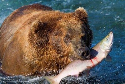 bears_pictured_fishing_in_alaska_05