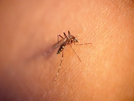 mosquite201