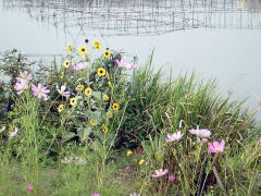 biwako040920_02